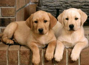 一、 土黄色：稳固根基与财运的承载