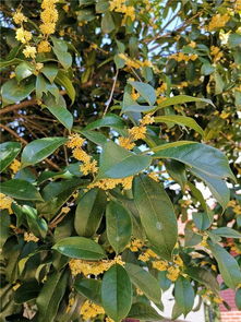 蓬莱松的寓意是什么它象征着什么美好品质或愿望？