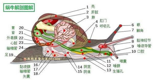 姓名五行组合解析：水生木的相生之局