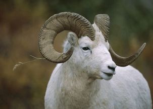 2026年属羊的运气如何，这一年是不是翻身之年呢？