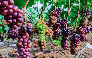 二、选地这事儿可大有讲究