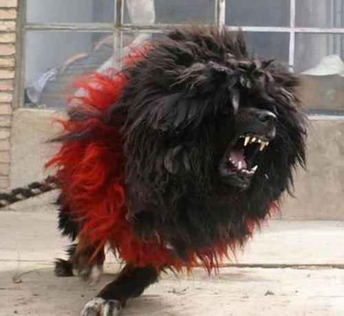 梦见被藏獒咬到胳膊是什么预兆？这梦境意味着什么？