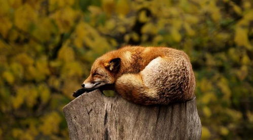 梦见别人变成动物，这梦境预示着什么含义？