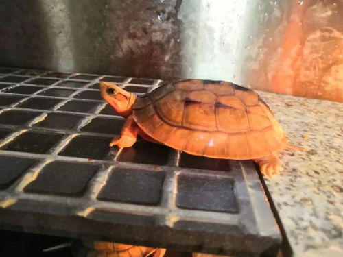 家里养金钱龟风水，金钱龟摆放位置图应该放在哪里最吉利？