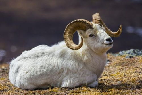 2026年79年属羊男性45岁运势如何？