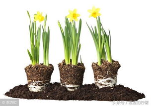 室内盆栽风水布置方法有哪些讲究？