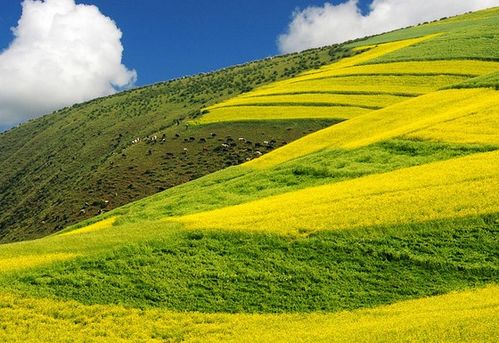 职场韭菜生存指南