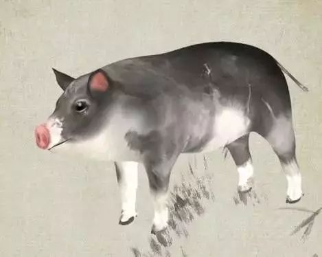 麦玲玲2026年属猪运势书具体内容是什么？