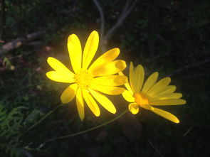 一、 为哪些选择“菊”字？