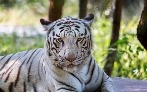 二、把“土”字挑进来——土生金，你懂得！