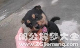 周公解梦：狗咬我手，我的手在梦中代表什么含义？