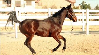 马年贵人属什么生肖？属马的三个贵人属相分别是什么意思？