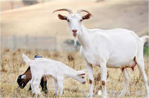 属羊未时出生的女孩婚姻状况如何，是否幸福美满？