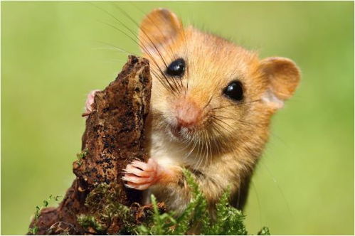 2026年属鼠人的命运大揭秘！看完震惊了