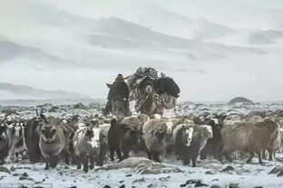 季节性迁徙规律及地方民谚的文化底蕴映射