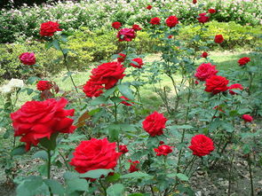 西北地区适合种植玫瑰吗？那里的风水条件如何？