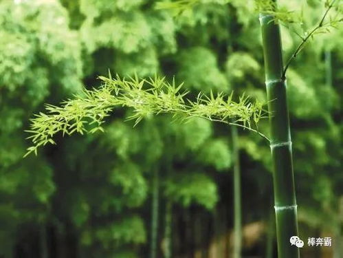 2.3 根系扩张对建筑结构平安之威胁