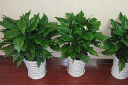 家里摆放万年青对风水有影响吗？为什么家里不宜放置万年青？