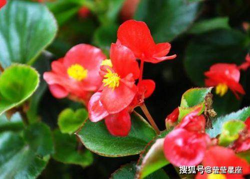 ：关于海棠花风水寓意的学术审视