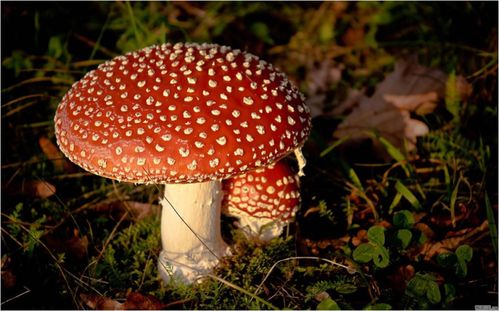 二、 秋日较小圆帽（Galerina marginata）