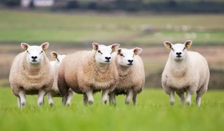 猪羊成群是哪个生肖？仙羊下世遍地春打一生肖是什么生肖？