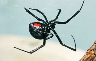 蜘蛛寓意的名字为长尾，取名的寓意好吗？蜘蛛字如何融入名字中？