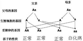 遗传因素变动的具体表现形式
