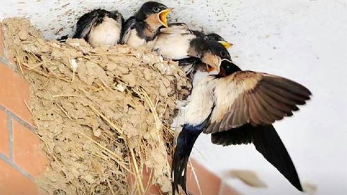 家里养猫后，燕子还会来搭窝吗？这算不算风水问题？