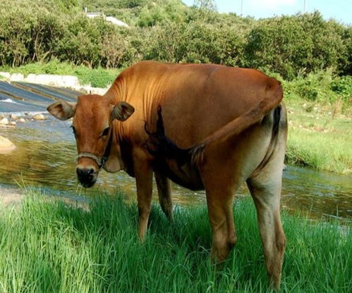 2026年属牛女性会否迎来添喜之事，那一年运势如何？