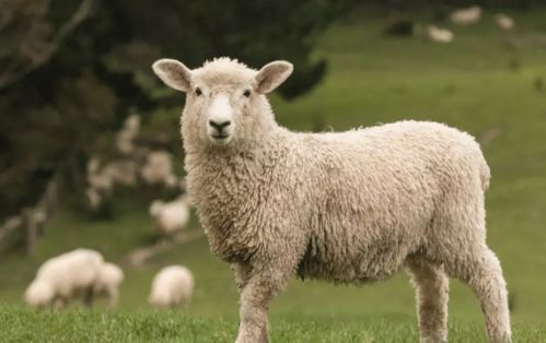 生肖羊：温柔善良型昵称推荐