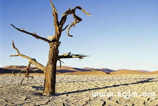 三、老祖宗说梦见枯木准不准？