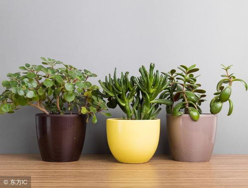 风水树使用白色花盆是否合适？