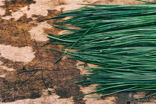 独家爆料！自家韭菜梦=桃花爆棚？