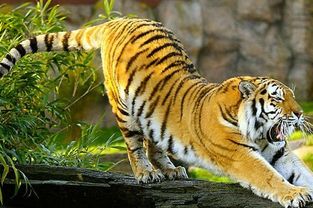 生肖虎与兔相配吗？98年虎和99年兔相配意味着什么？