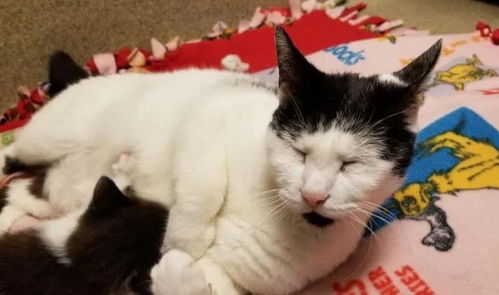 古代典籍视角下的小奶猫哺乳象征意义——传统与现代交织的新诠释框架
