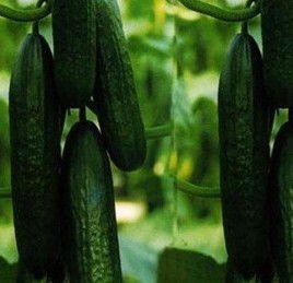 黄瓜の终极哲学难题