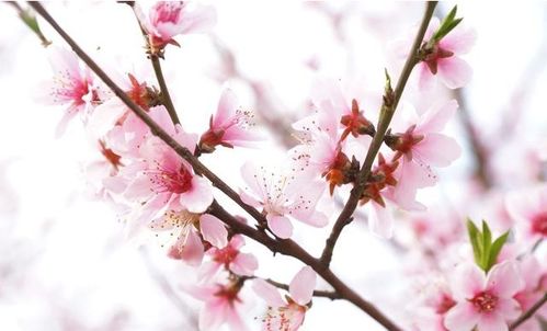 积极心态的重要性：自信与信念的力量