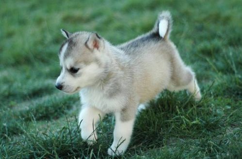 男狗女虎婚姻命运如何改写能带来好运？