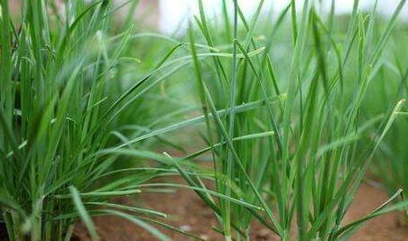 噩梦警告：韭菜是来索命的？