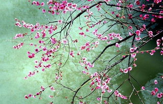 2012年属相是水命吗？那手机尾号2012的，旺桃花吗？