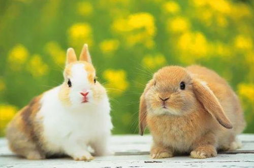 2026年属兔人是否会遭遇小人，1963年属兔人适合佩戴何物有何寓意？