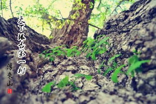 一树一春满山绿和春花满山野分别对应什么生肖？