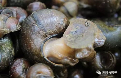 1. 水生元素的象征意义：生机勃勃与活力四射