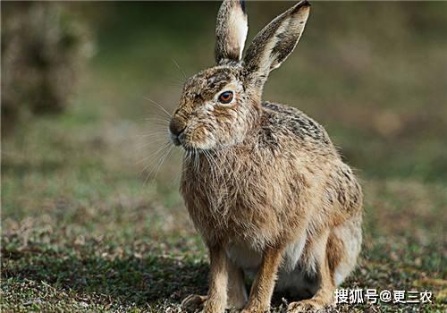 老头衫背后的文化内涵：服饰、历史与身份认同