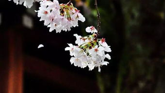 三、 不同花的梦境玄学大全