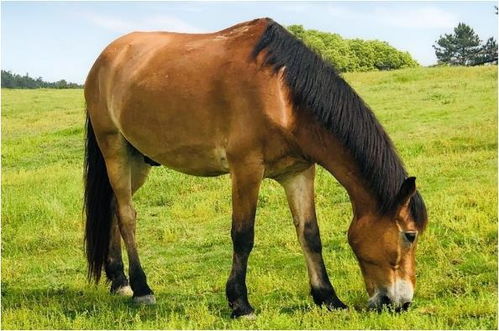 第一种觉对不嫩碰的雷区：带“田”字根的字