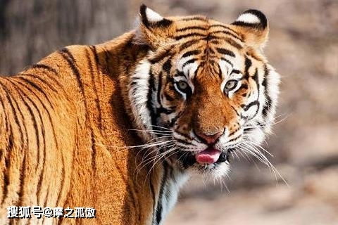 1986年属虎的人2026年运势如何？