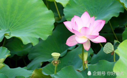 荷花生肖中，荷花与十二生肖中的哪个生肖相对应呢？