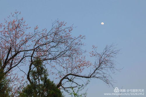 这喜见树前闹杏花，一见钟情两疾迷，相逢马上纷桃雨，千年永定乾坤位是哪个生肖的象征？