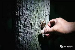 ：梦境与现实的交织——对深层心理状态的探索